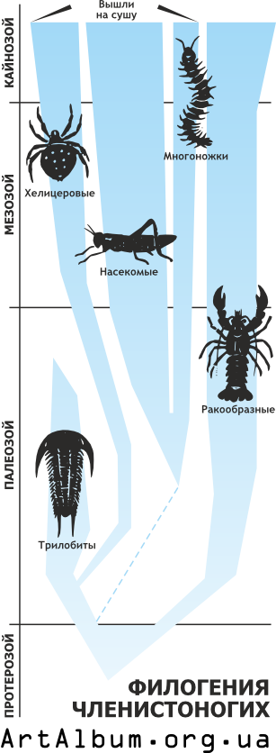 Clipart phylogeny of arthropod in russian