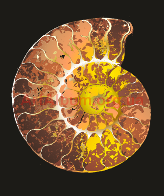 Clipart ammonite