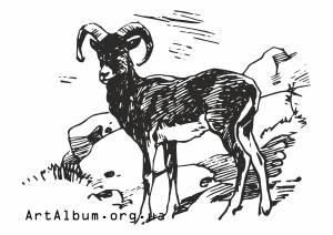 Clipart argali