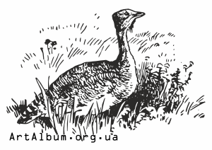 Clipart great bustard