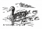 Clipart mallard