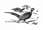 Clipart pheasant