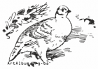 Clipart white (snow) ptarmigan