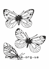 Clipart cabbage butterfly
