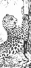 Кліпарт леопард (пантера плямиста)