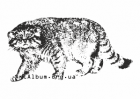 Clipart Pallas's cat (manul)