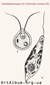 Clipart chlamydomonas and euglena viridis