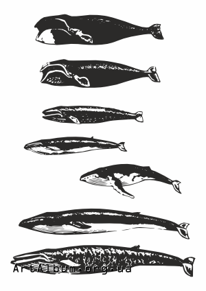 Clipart whales