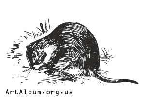 Clipart muskrat