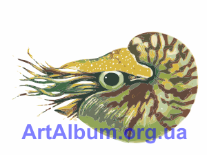 Clipart nautilus