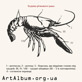 Clipart structure of river cancer