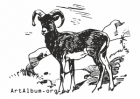 Clipart argali