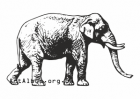 Клипарт индийский слон