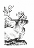 Clipart deer