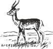 Clipart goitered gazelle