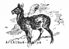 Clipart musk deer