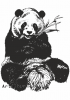 Clipart panda