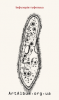 Clipart paramecium caudatum