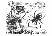Кліпарт водяний павук