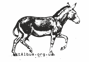 Clipart wild donkey