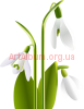 Clipart Common snowdrop