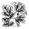 Clipart oak leaves