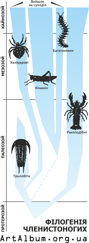 Кліпарт філогенія членистоногих українською