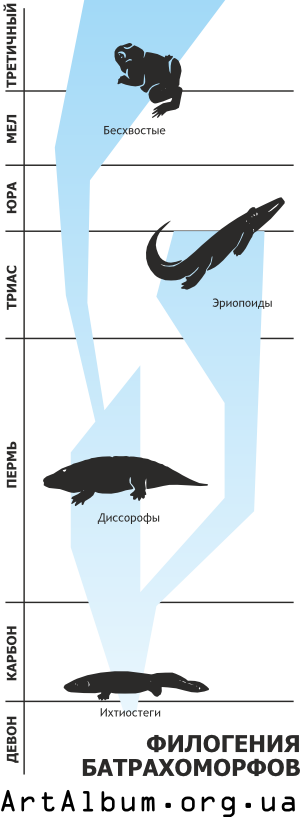 Clipart phylogeny batrahomorphies russian