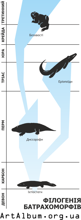 Clipart phylogeny batrahomorphies ukrainian