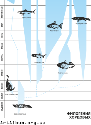 Clipart phylogeny of chordates in russian