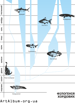 Clipart phylogeny of chordates in ukrainian