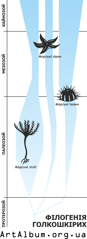 Clipart phylogeny of echinoderms ukrainian