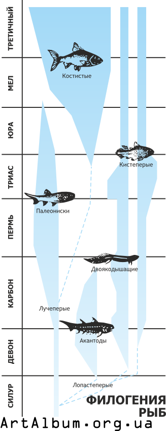 Clipart phylogeny of fishes in russian