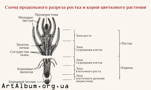 Clipart shoot structure in russian