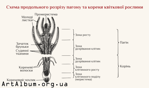 Clipart shoot structure in ukrainian