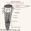 Clipart root structure in ukrainian