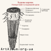 Кліпарт будова кореня українською